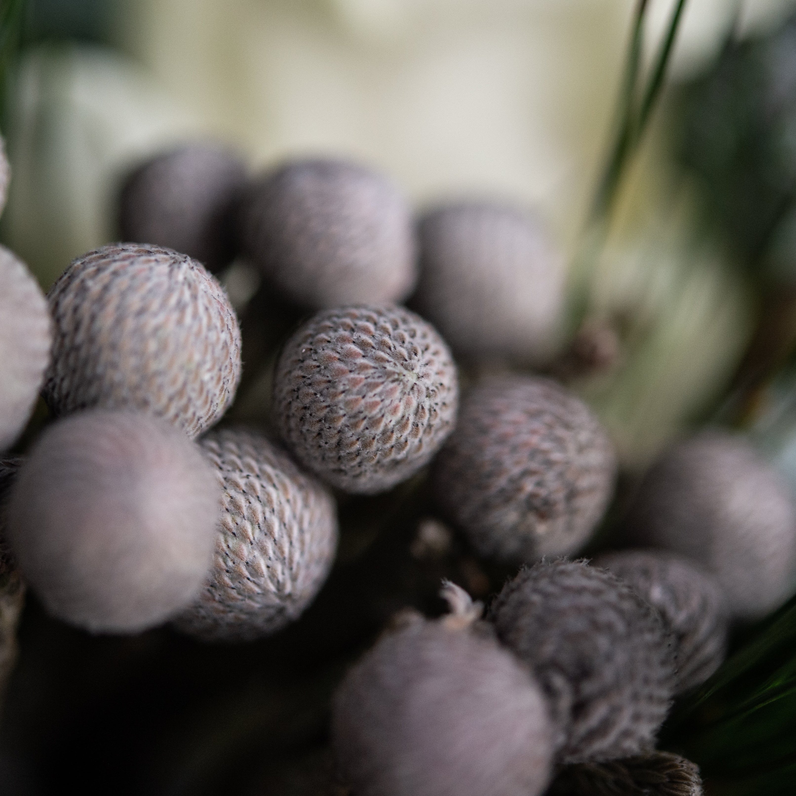 Brunia berries for winter floral arrangements. 