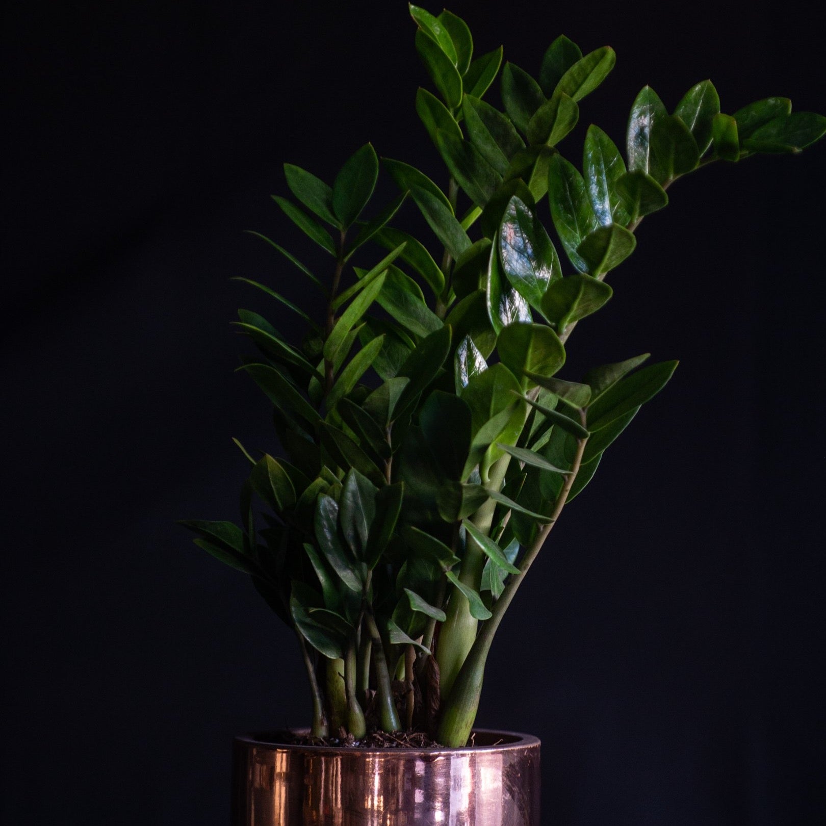 ZZ Plant in Copper Pot