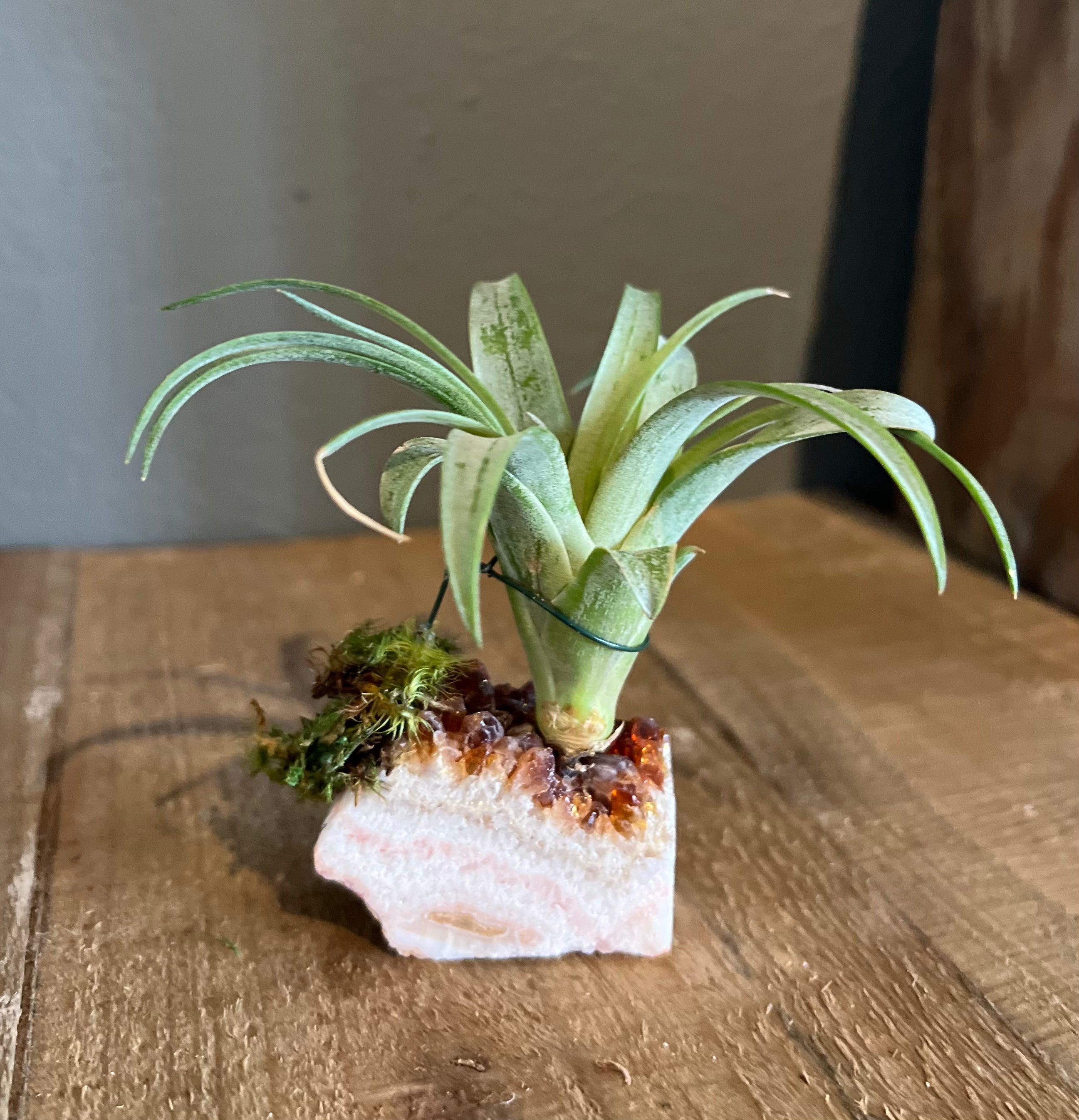 Gemstone with Airplant